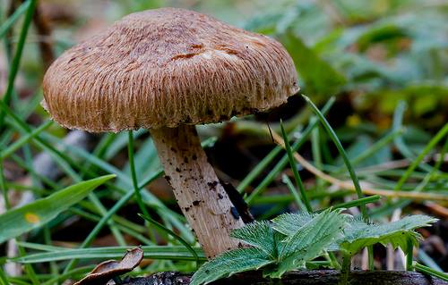 Mushroom Walk